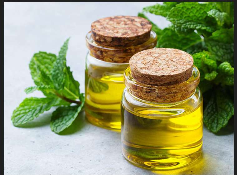 Health benefits of Mentha Oil