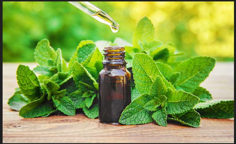 Mentha oil rate (Mentha oil ka rate) today